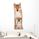 Red Shiba Inu Dog Wall Decal