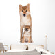 Red Shiba Inu Dog Wall Decal