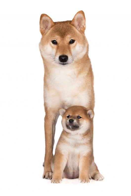 Red Shiba Inu Dog Wall Decal