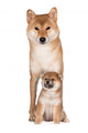 Red Shiba Inu Dog Wall Decal