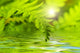 Fern Leaf Reflected Water Wall Decal
