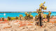 Nature Plaza Island Galapagos Wall Decal
