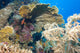 Red Sea Underwater Landscape Wall Decal