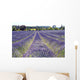 Lavender Field Wall Decal