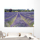 Lavender Field Wall Decal