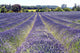 Lavender Field Wall Decal