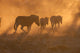 Zebras Walking into Dusty Wall Decal