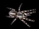 Indian Ornamental Tarantula Wall Decal