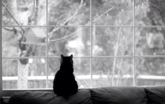 Silhouette Cat Watching for Wall Decal