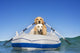 Two Dogs Boat Wall Decal
