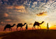 Two Cameleers Camel Drivers against Sunset Wall Decal