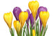 Crocuses Wall Decal