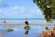 Pelican Florida Everglades Wall Decal