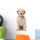 Sitting Beige Labradoodle Dog Wall Decal