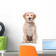 Sitting Beige Labradoodle Dog Wall Decal