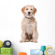 Sitting Beige Labradoodle Dog Wall Decal