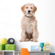 Sitting Beige Labradoodle Dog Wall Decal