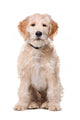 Sitting Beige Labradoodle Dog Wall Decal