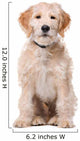 Sitting Beige Labradoodle Dog Wall Decal
