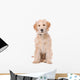Beige Labradoodle Dog Wall Decal