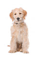 Beige Labradoodle Dog Wall Decal