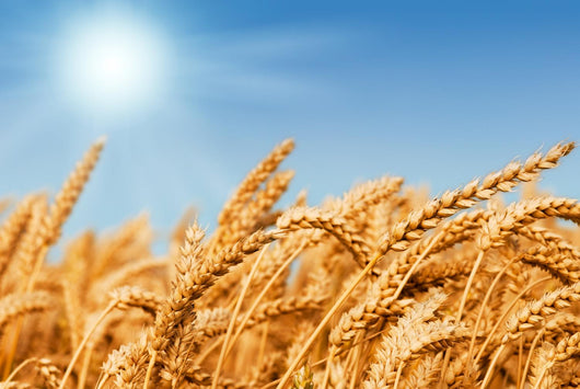 Golden Wheat Field Wall Decal