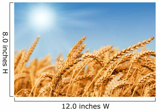 Golden Wheat Field Wall Decal