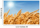 Golden Wheat Field Wall Decal