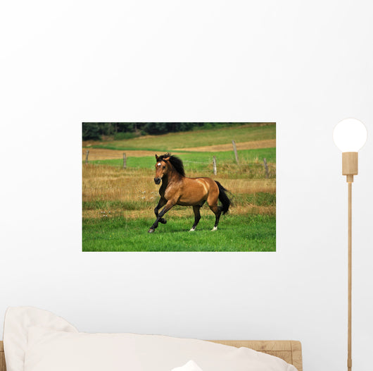 Bay Horse in Field Wall Decal