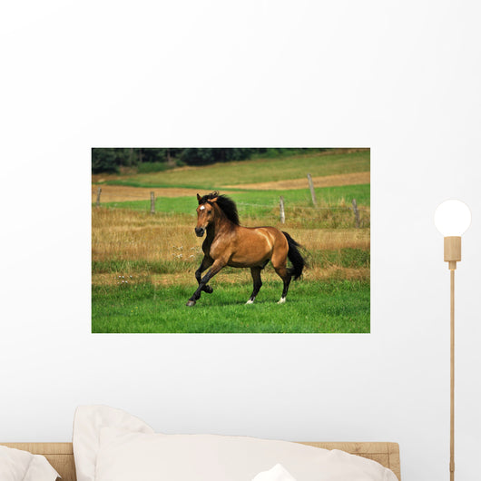 Bay Horse in Field Wall Decal