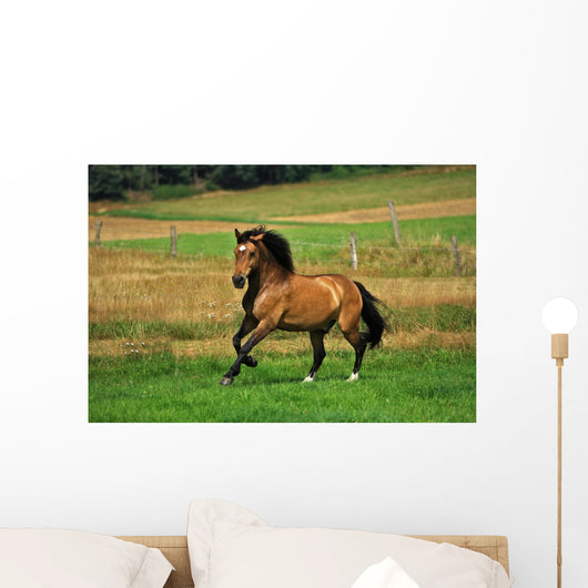 Bay Horse in Field Wall Decal