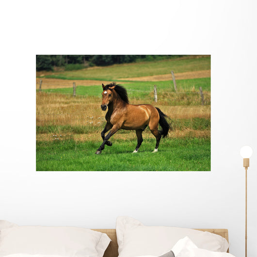 Bay Horse in Field Wall Decal