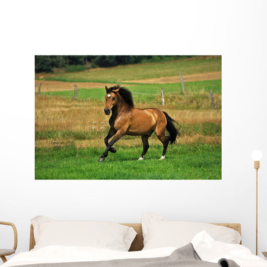 Bay Horse in Field Wall Decal