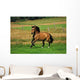 Bay Horse in Field Wall Decal