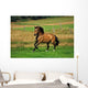 Bay Horse in Field Wall Decal