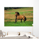 Bay Horse in Field Wall Decal