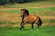 Bay Horse in Field Wall Decal