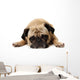 Missing You Pug Wall Decal