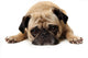 Missing You Pug Wall Decal