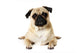 Yoga Pug Wall Decal