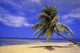 View Of Ocean From Beach With Palm Tree Wall Mural