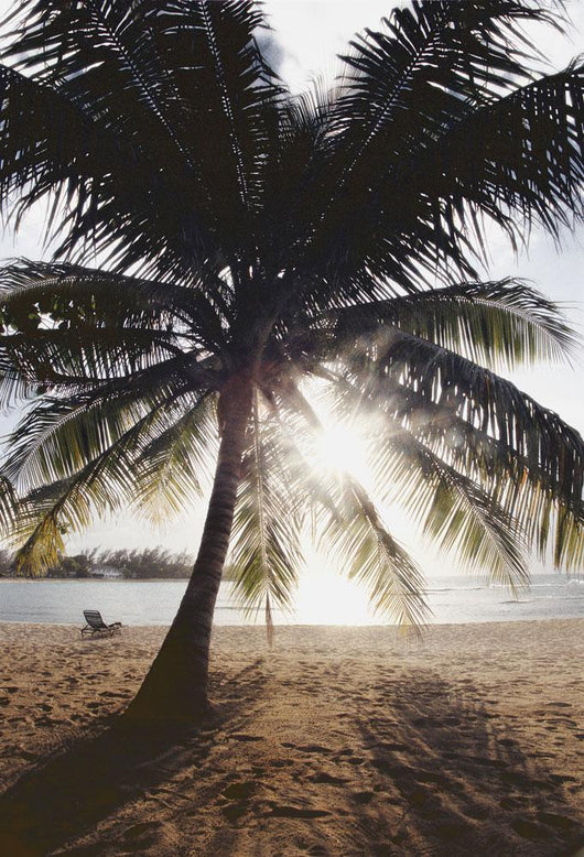 View Of Ocean And Beach Through Palm Tree Wall Mural