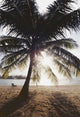 View Of Ocean And Beach Through Palm Tree Wall Mural