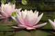 Pink Water Lilly Wall Decal