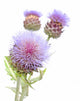 Blooms Cynara Cardunculus Cardoon Wall Decal