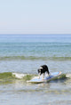 Dog Is Surfing Himself Wall Decal