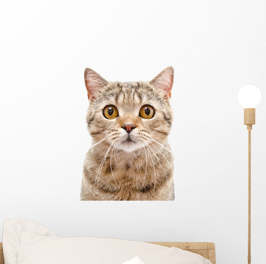 Portrait Cat Scottish Straight Wall Decal
