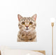 Portrait Cat Scottish Straight Wall Decal