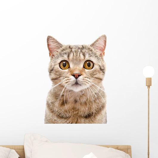 Portrait Cat Scottish Straight Wall Decal
