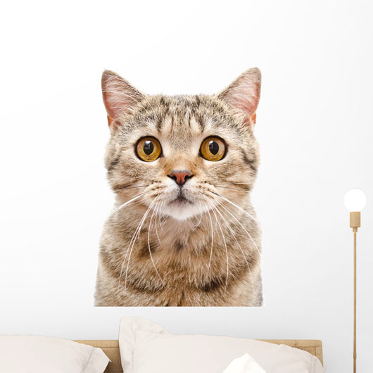 Portrait Cat Scottish Straight Wall Decal